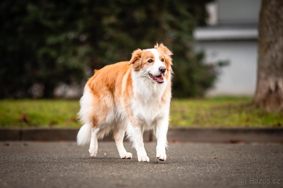 Štěňata border kolie bez PP - 5