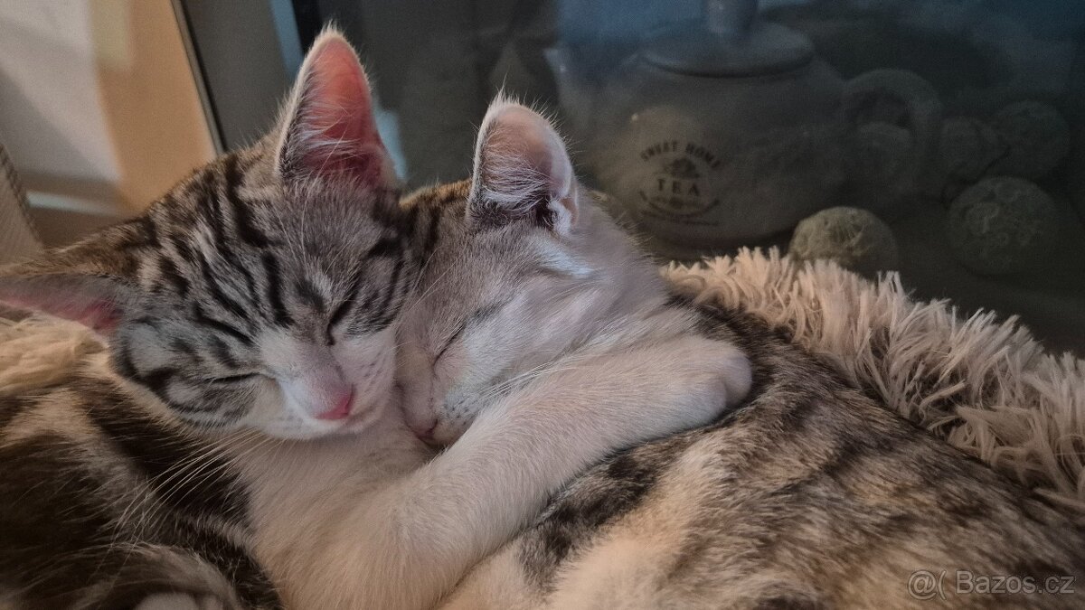 Britská koťátka - 5