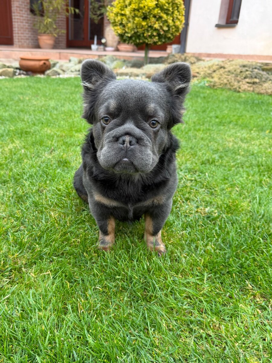 Francouzsky buldoček fluffy big rope pes a fenka - 5