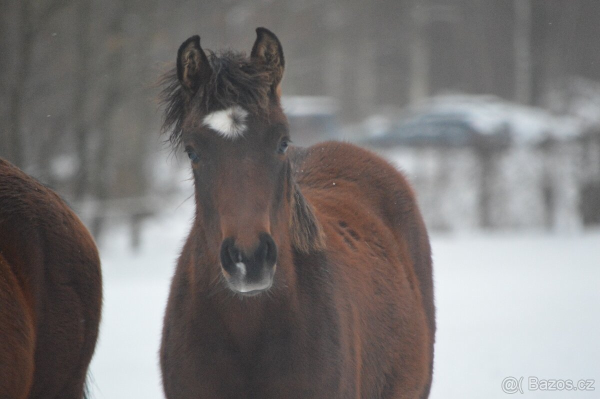 Prodám hřebečka - 5