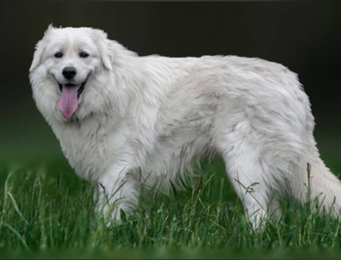 Slovenský čuvač - štěňátko s PP - 5