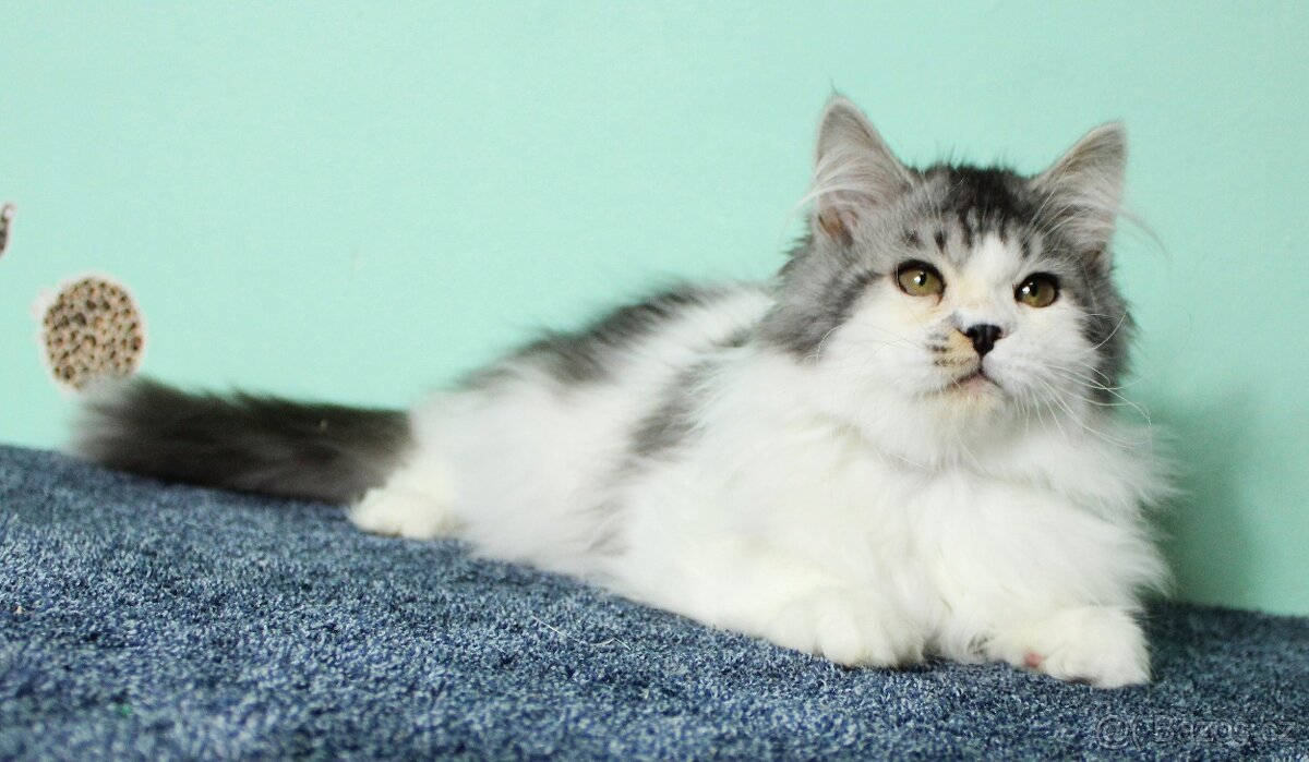 Sibiřská kočka - 5