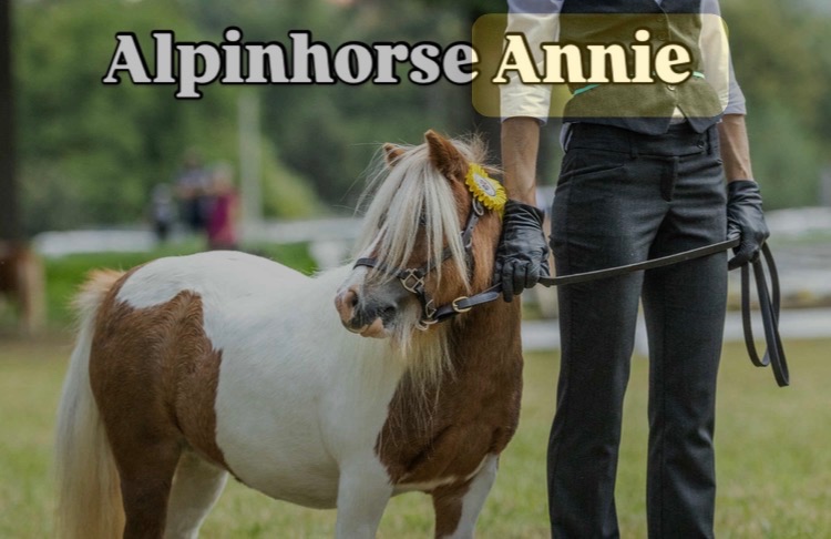 Top mini Shetland klisna - 5