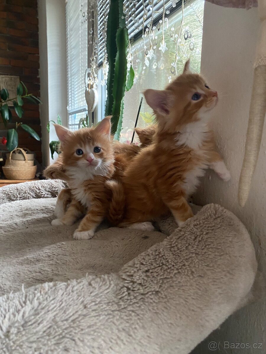 Mainská mývalí - 5