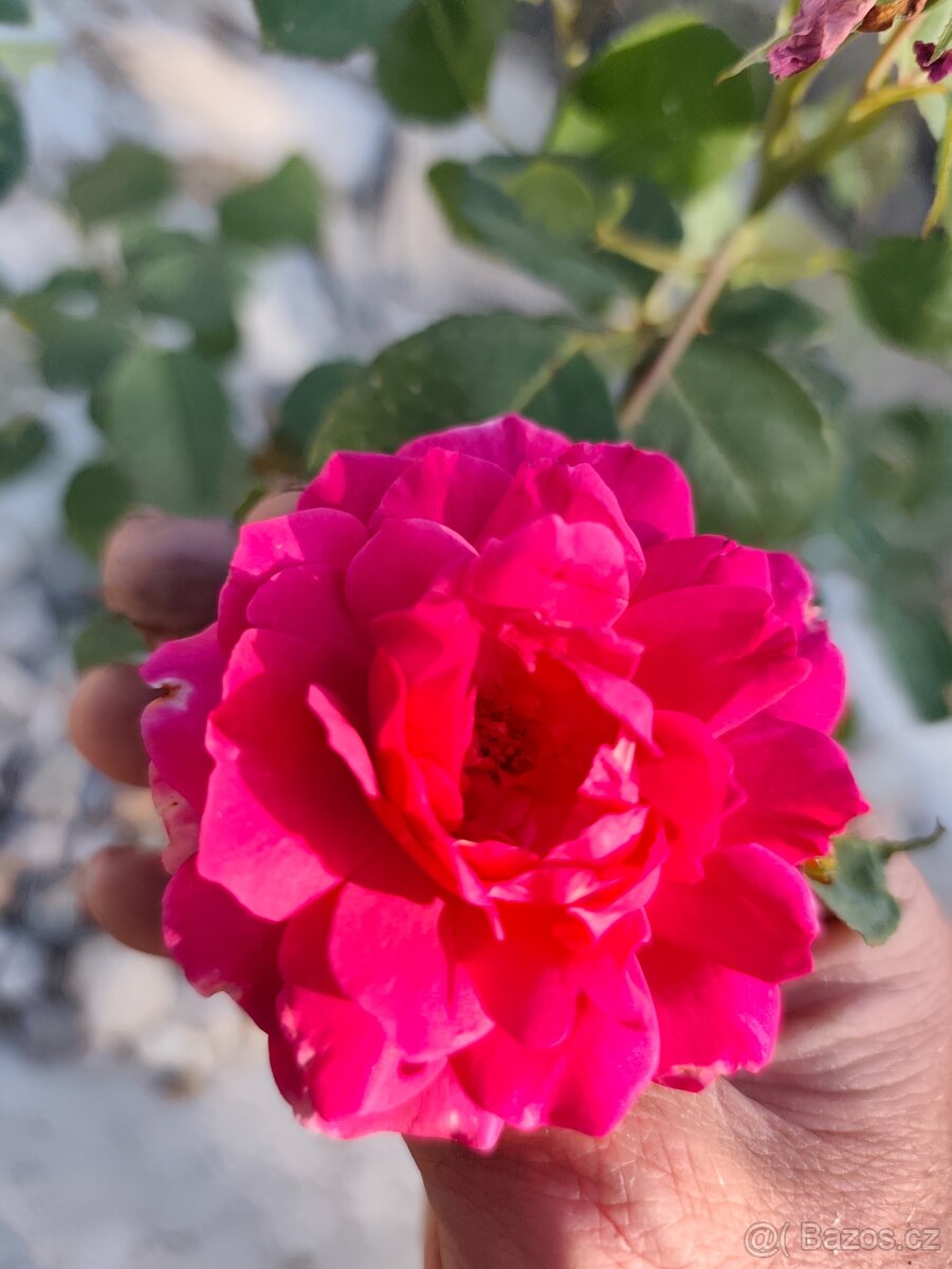 Hledá se hudebnice pro vztah - 5