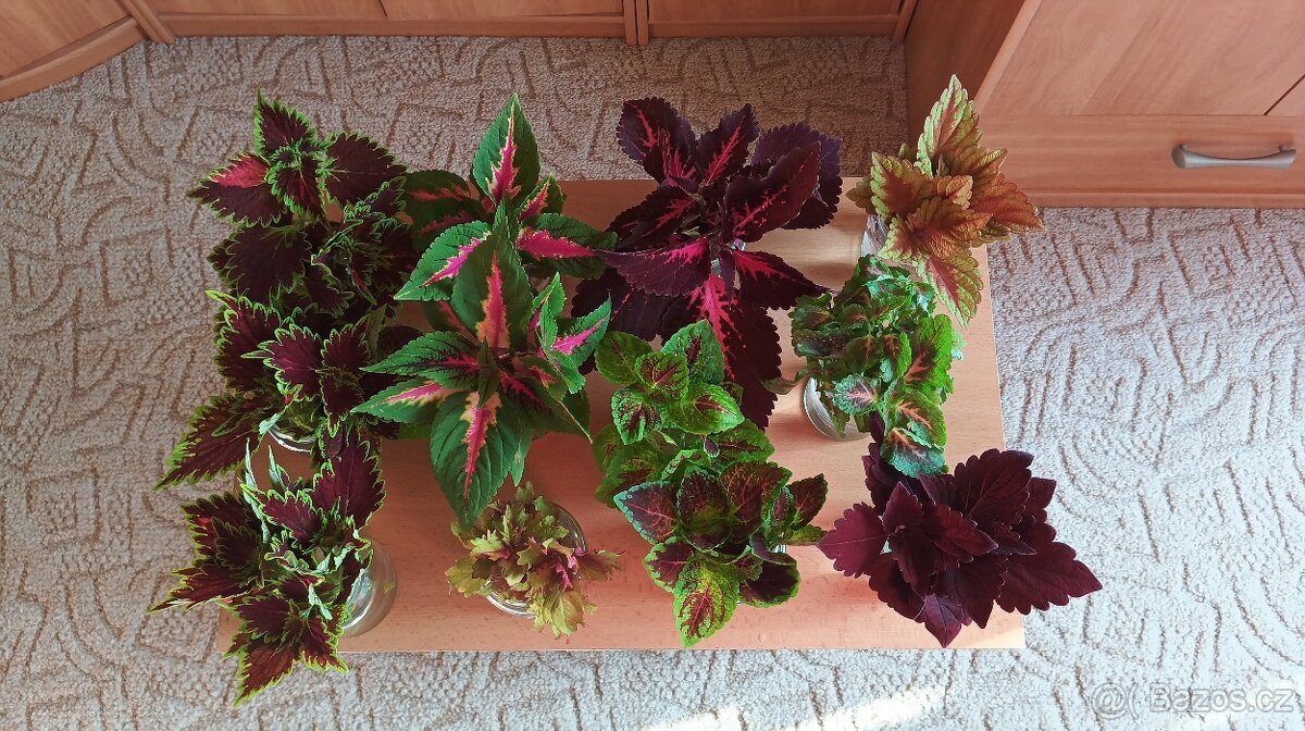 Africká barevná okrasná kopřiva - coleus - 5