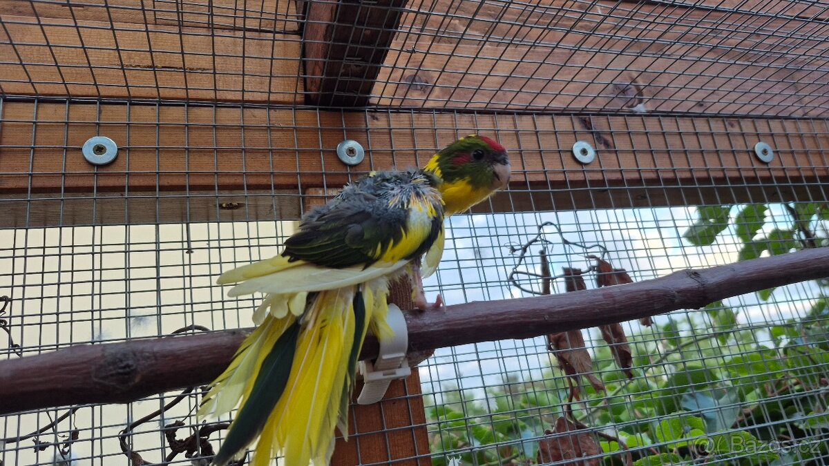 Kakariky - 5