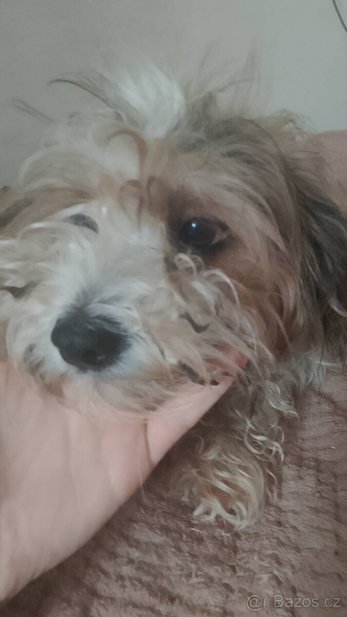 Prodám 3 2 měsíční štěňátka - 5