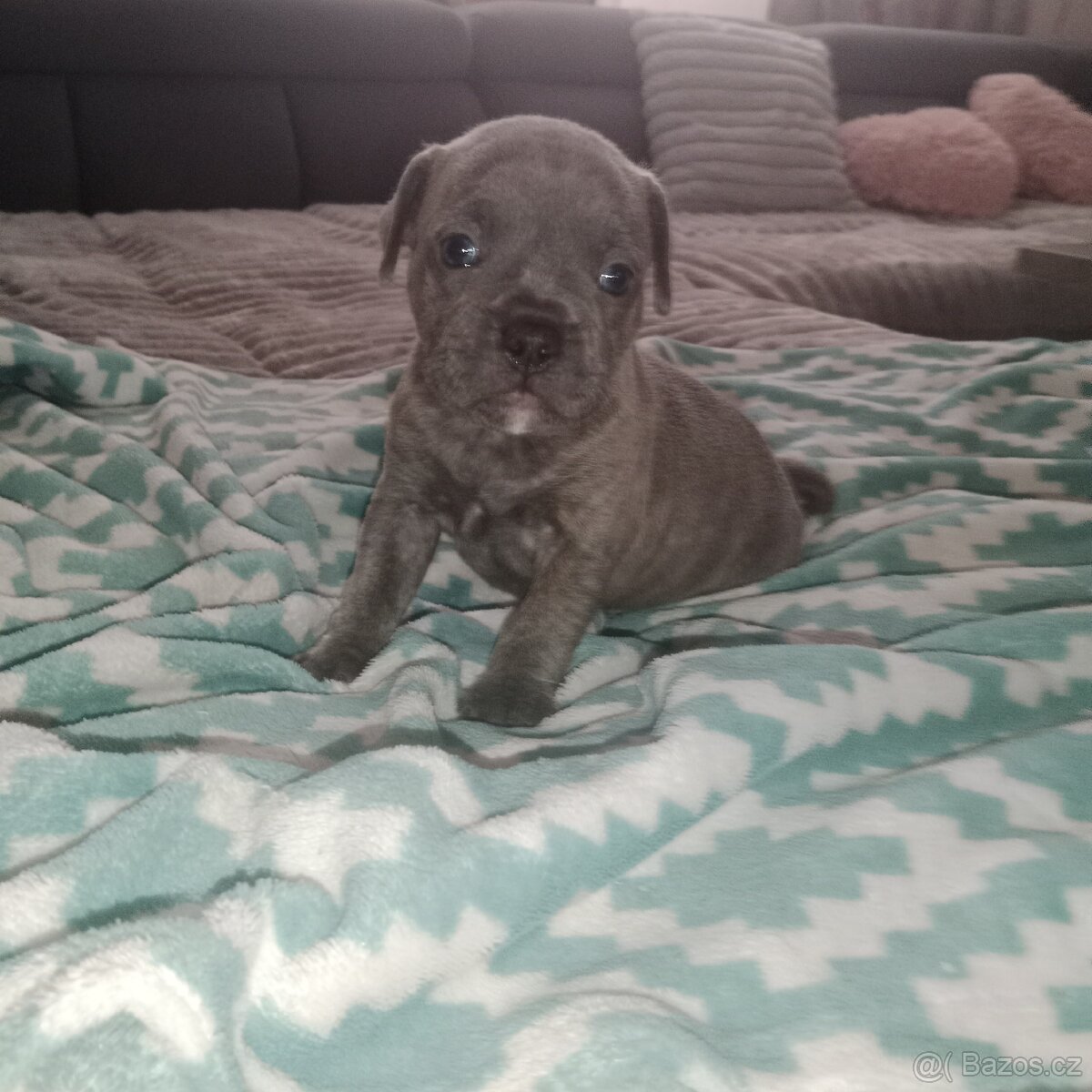 Stafordšírský bulteriér - 5