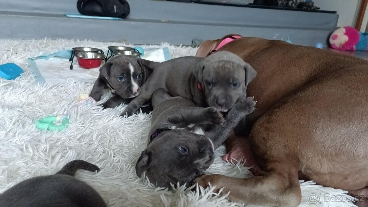 Štěňátka stafordšírský teriér - 5
