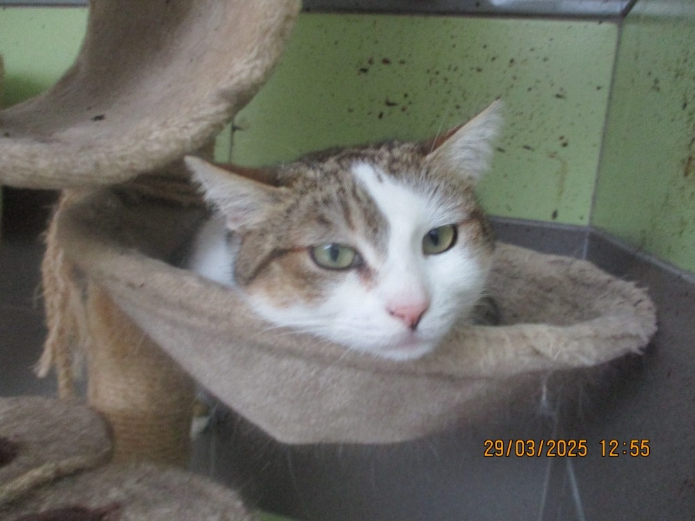 Elegantní kočička Gira zkrášlí domácnost - 5