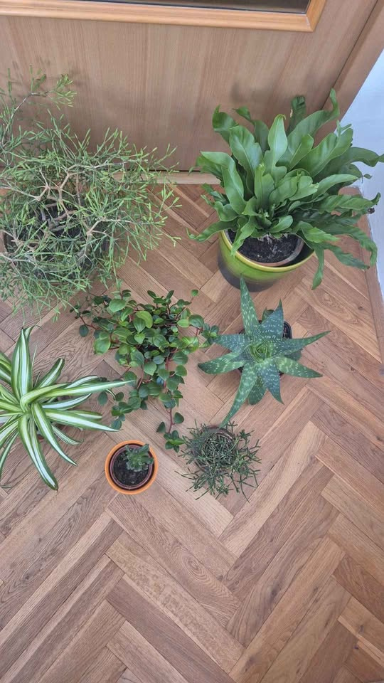 pokojové květiny- Brno - 5