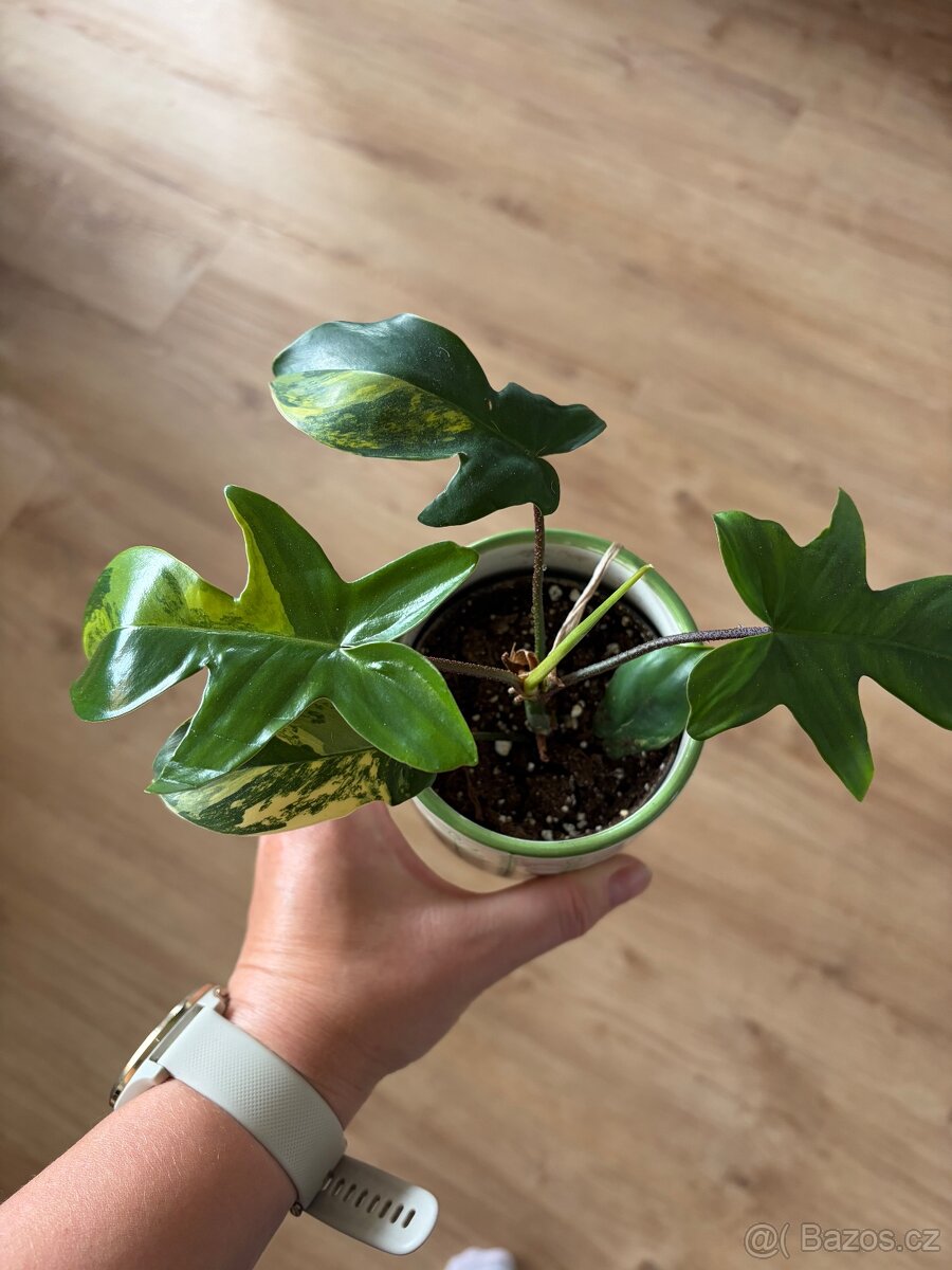 Philodendron florida beauty variegata - 5