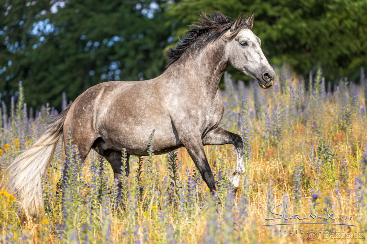 P.R.E. roční klisna - 5