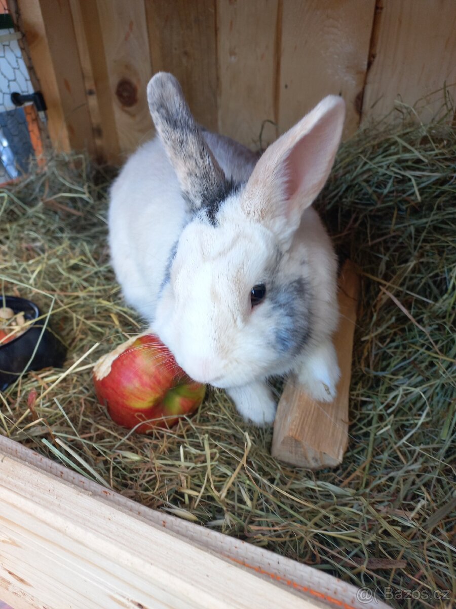 Daruji polozakrslého králíka - 5