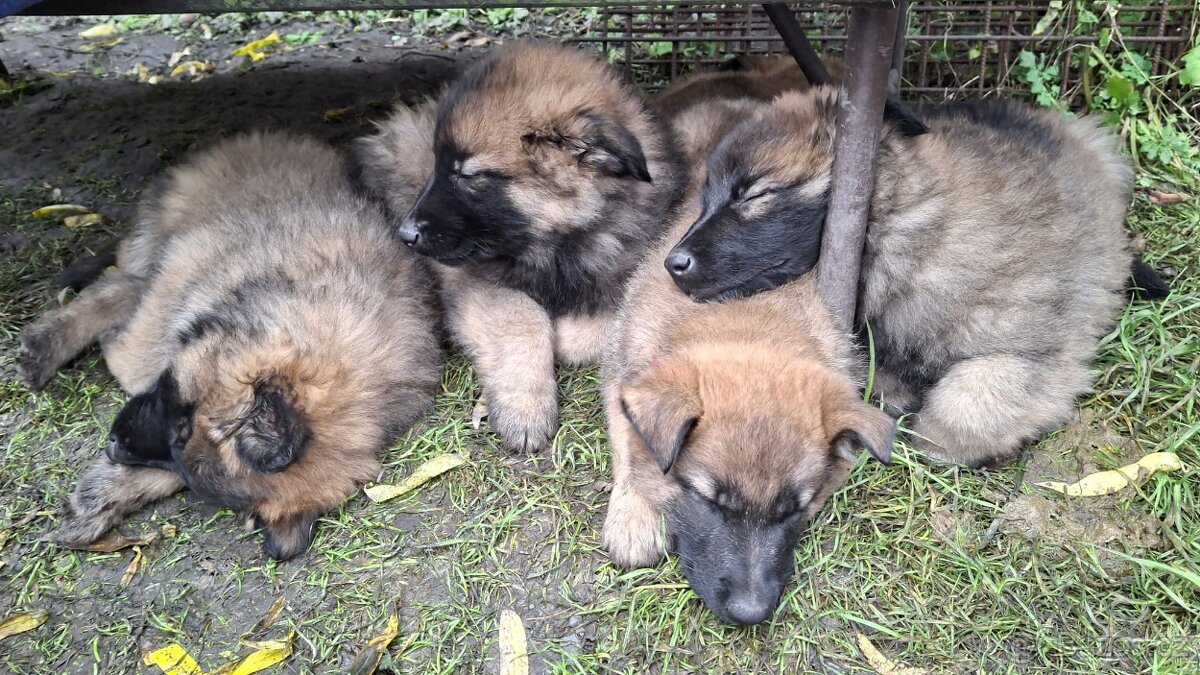 Šťěňata ovčáka - 5