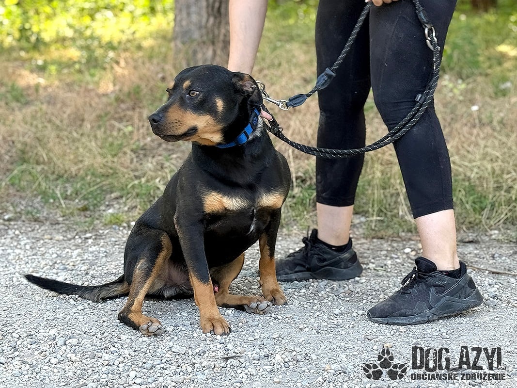 Dobrák Mayo hledá domov - 5