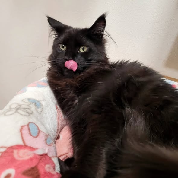 Mainská mývalí koťátka s PP - 5