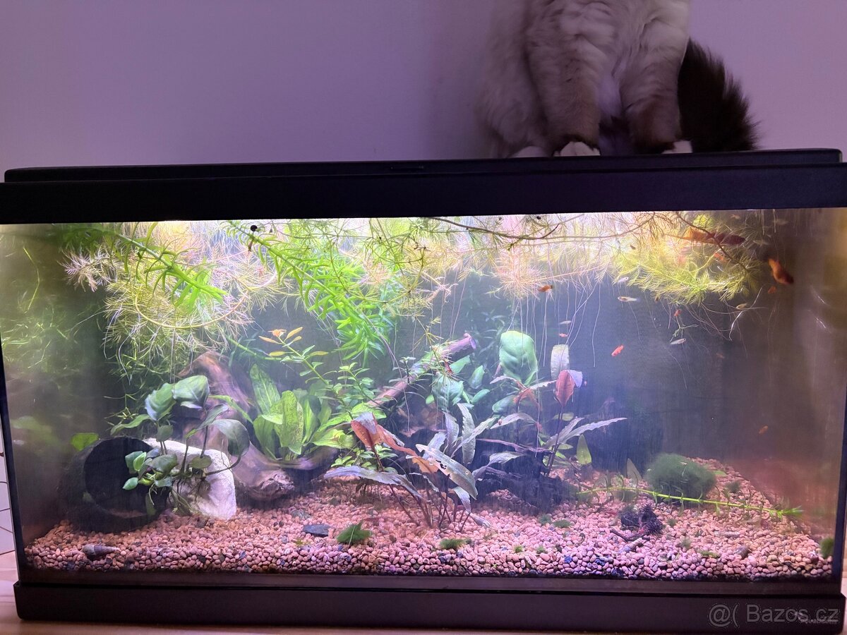 Endlerka, piskořka - 5