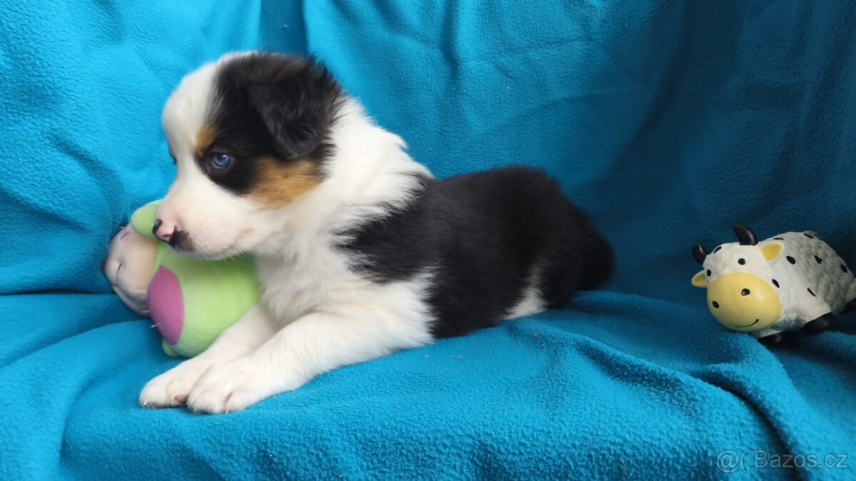Border kolie štěňata - 5