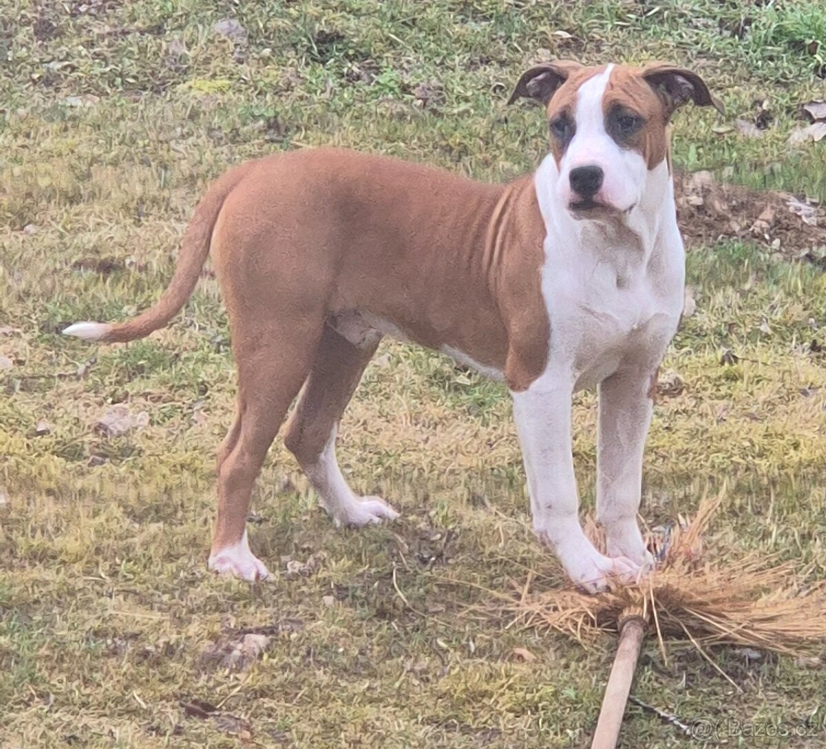 Americký stafordšírský teriér s PP - 5