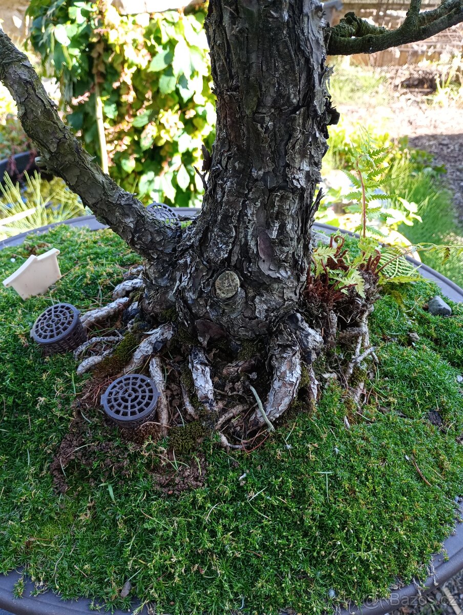 Borovice drobnokvětá bonsai - 5