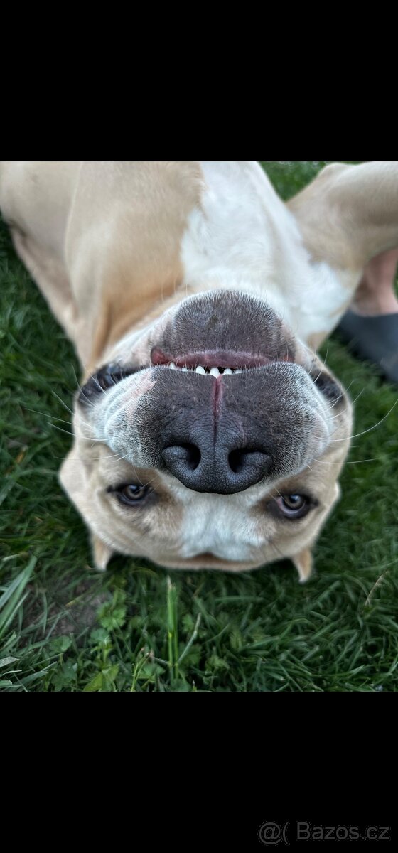 American Bully XL 3 roky - 5