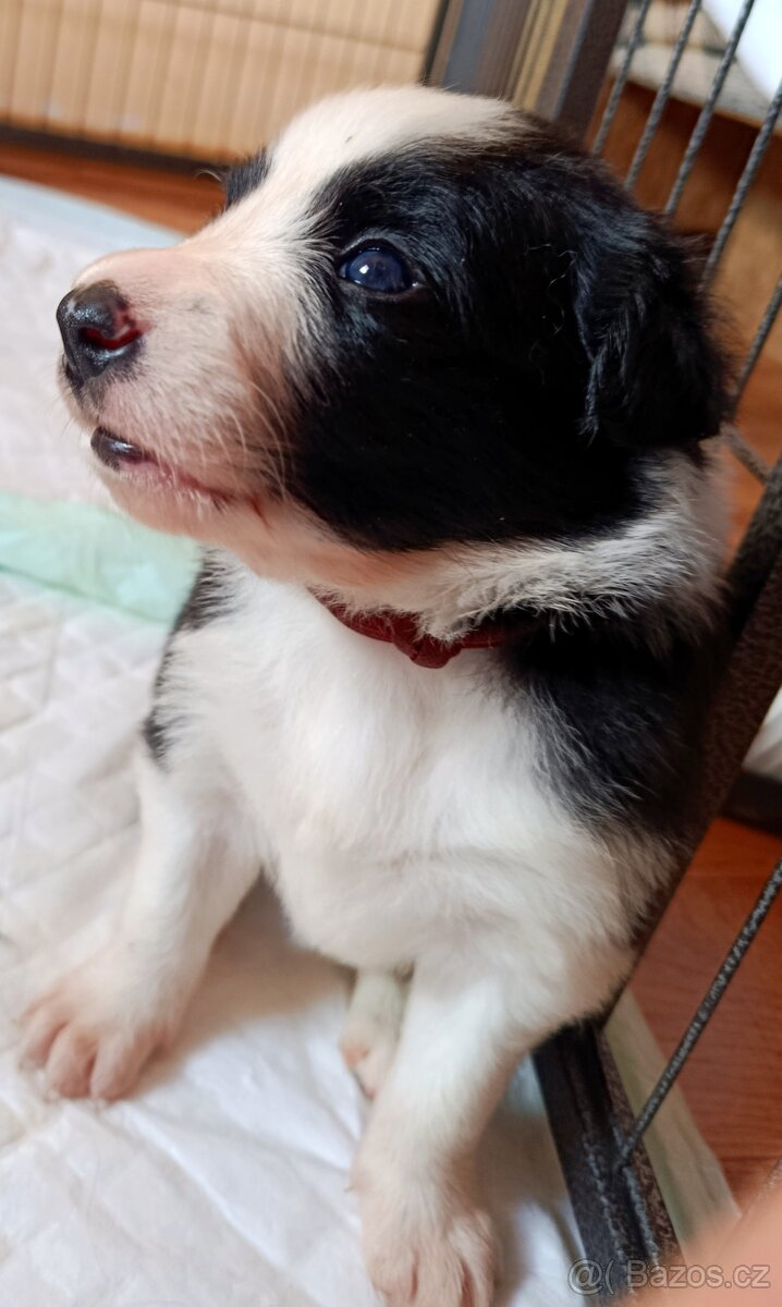 Border kolie - 5