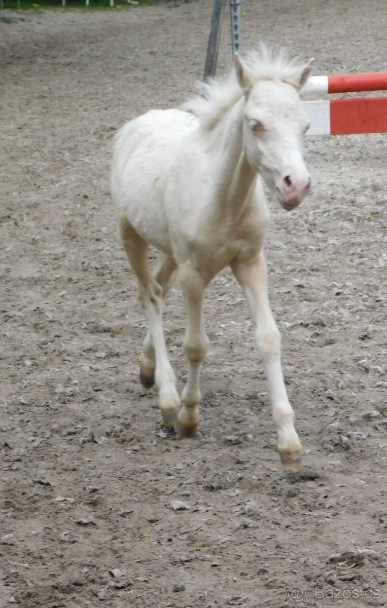 Dva pony hřebečci - 5
