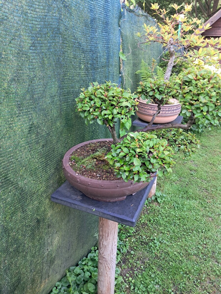 Bonsaj bonsai Skalnik - 5