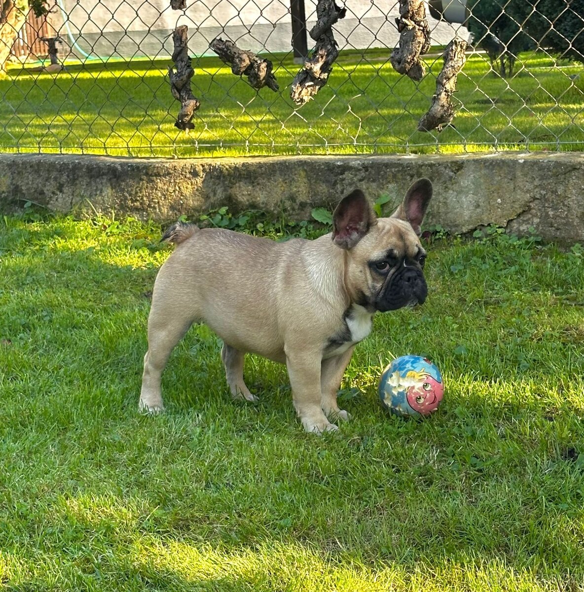 Francouzský buldoček s PP (FCI) - fawn fenečka s rodokmeňom - 5
