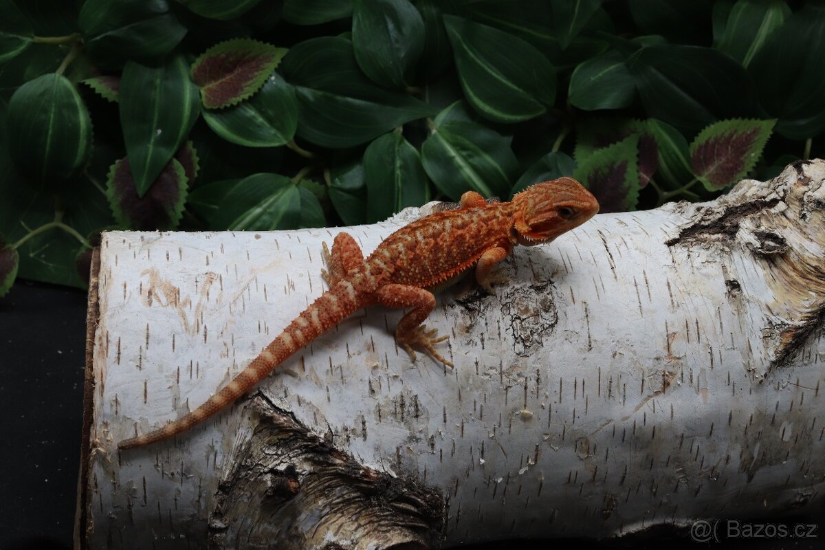 Agama vousatá - Coral mláďata - 5