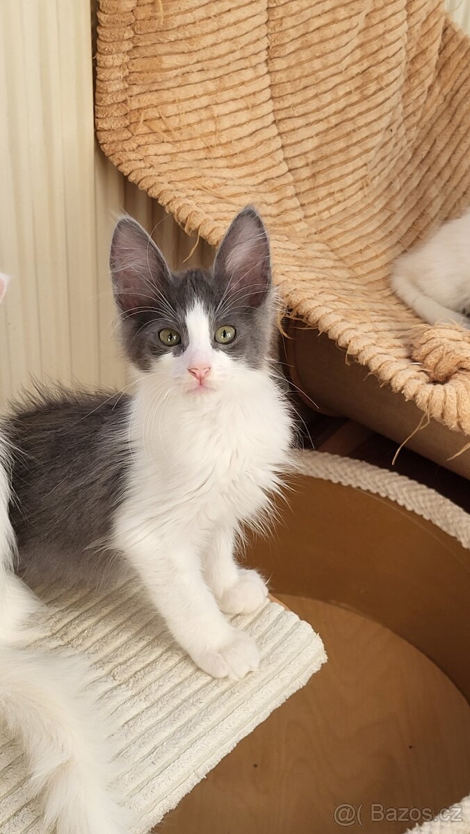 Turecká angora - koťátka s PP - 5