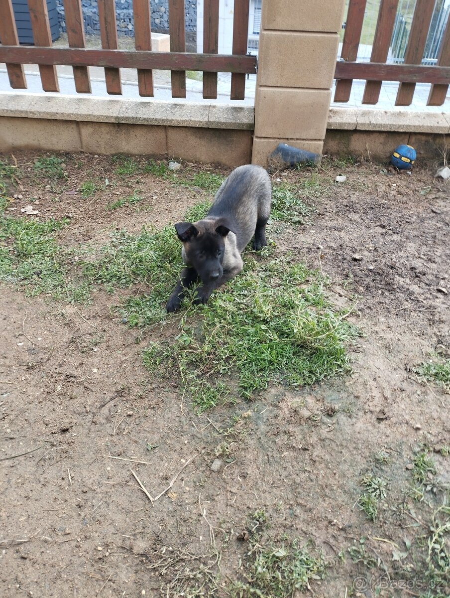 Malinois - štěňata s PP - 5