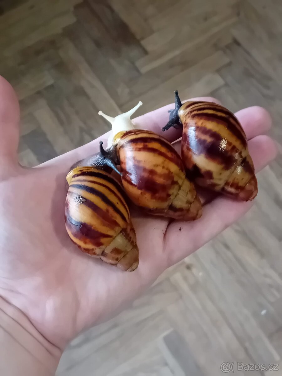 Africký šnek archachatina marginata suturalis - 5