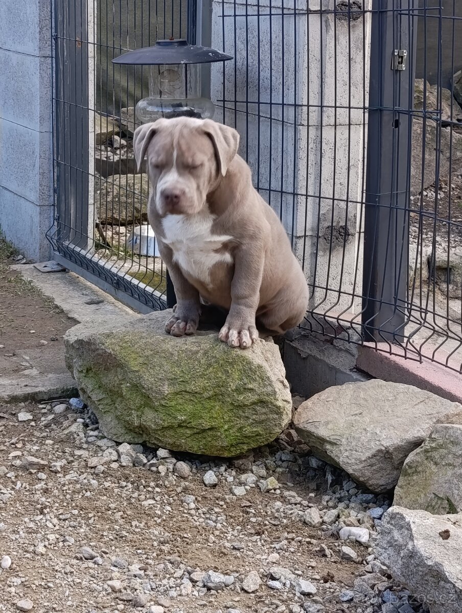 American bully xl xxl - 5