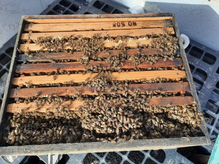 Vyzimované včelstvo - 5
