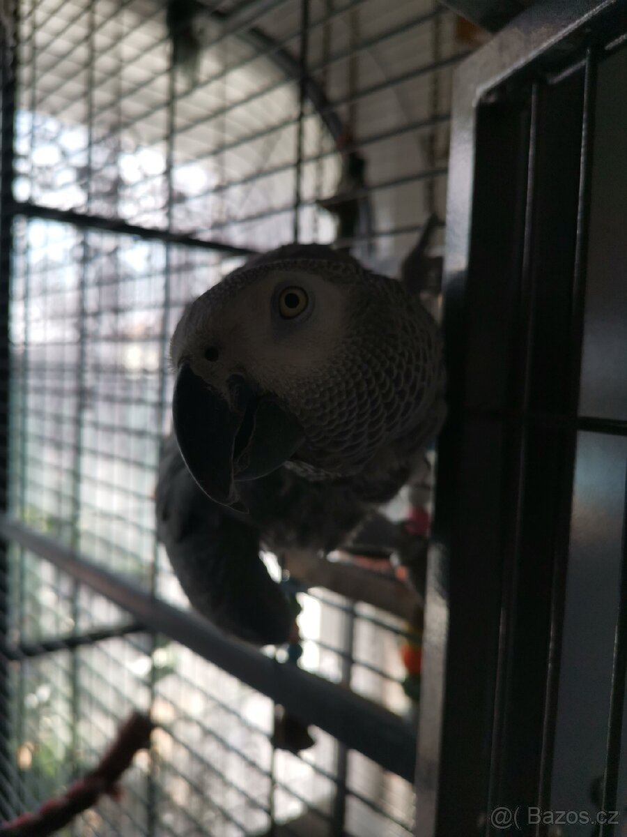 papoušky pouze komplet klec +2 papoušky - 5