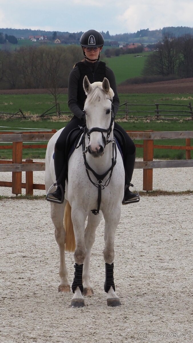 10 letá oldenburská klisna - 5