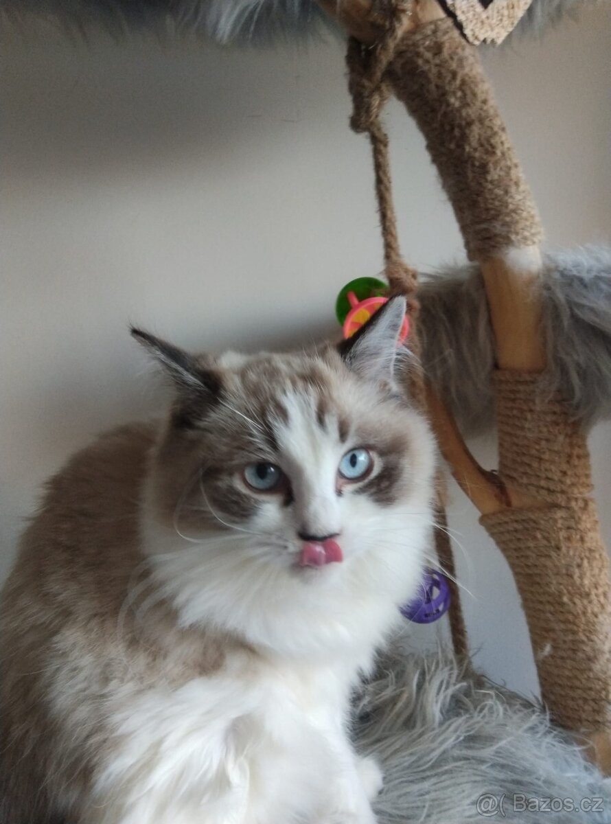 Super koťátka Ragdoll - 5