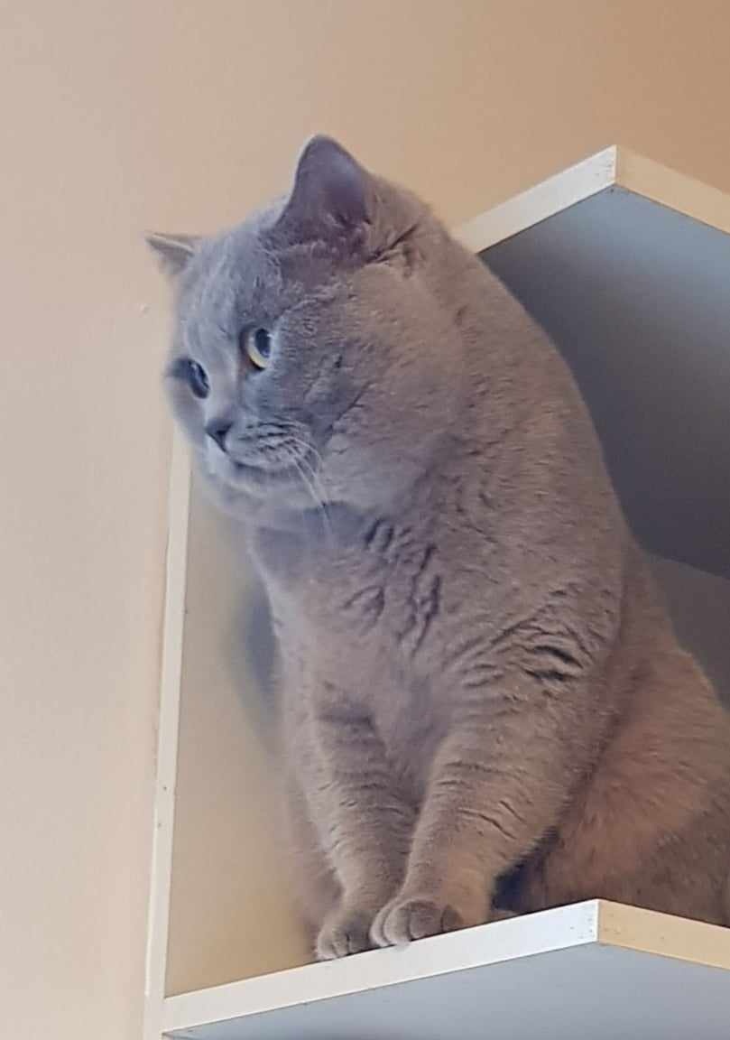 Britský lila kocour ke krytí - 5