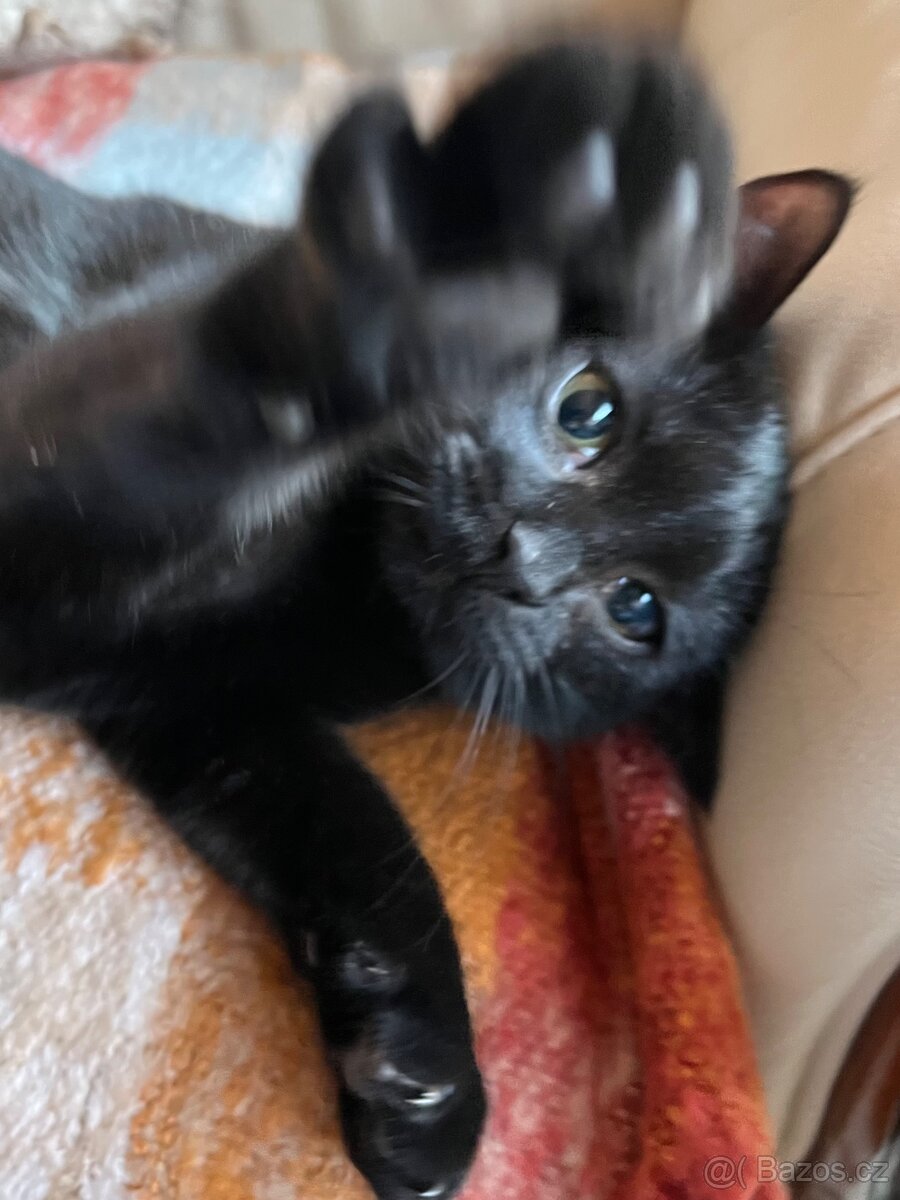 Kotě mainské mývalí - 5