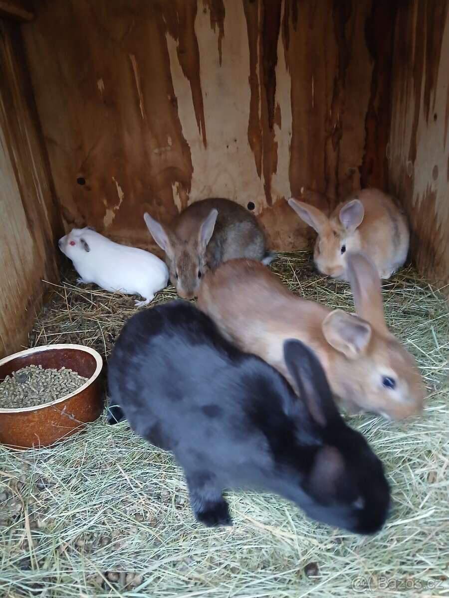Králíci 2 a půl měsíce - 5