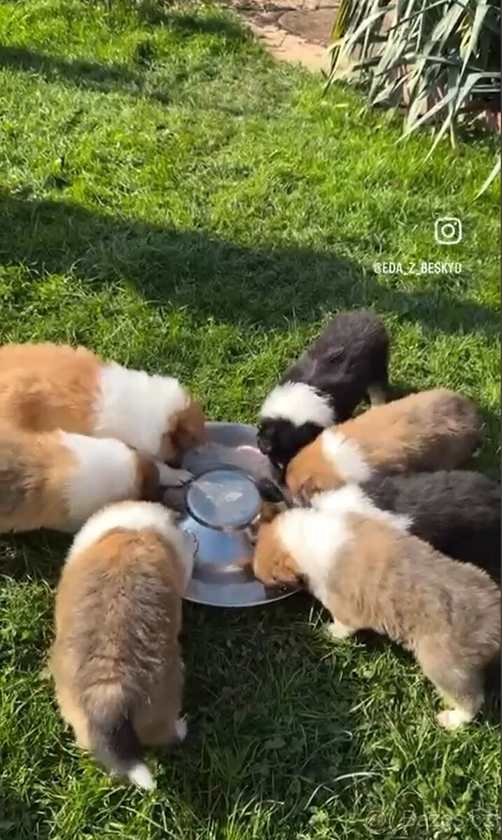 Dlouhosrstá kolie - 5