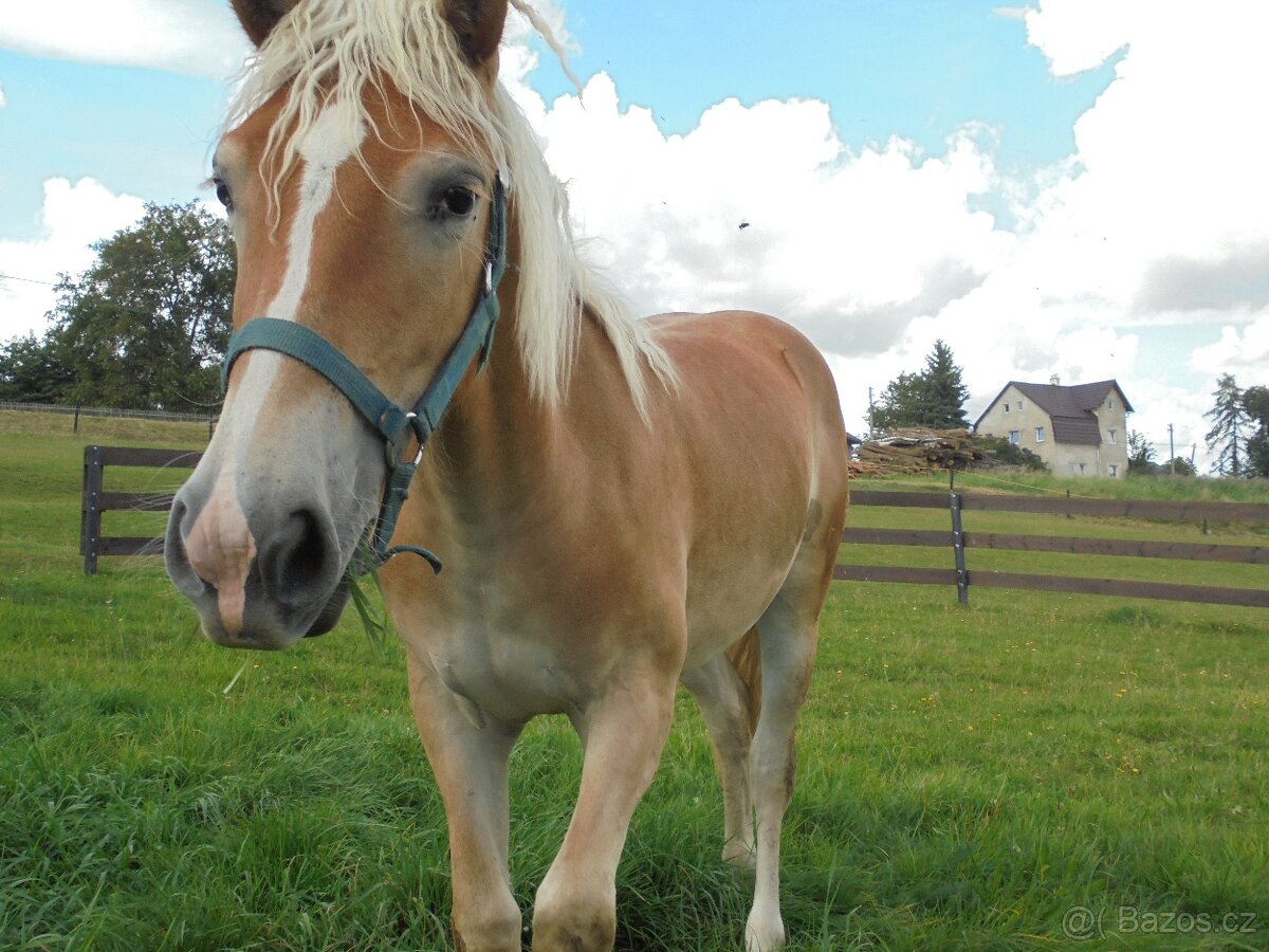 Prodám klisnu Hafling - 5