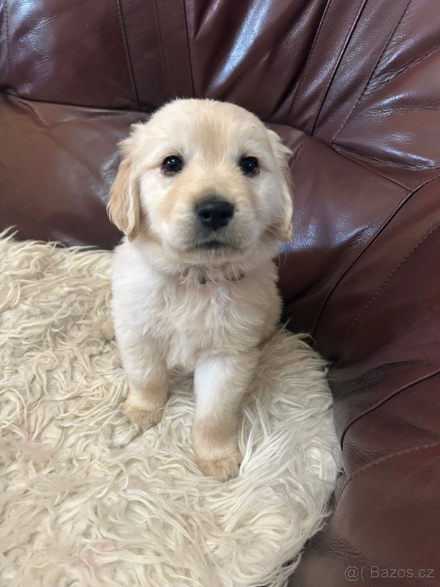 Zlatý retrívr bez PP - 5