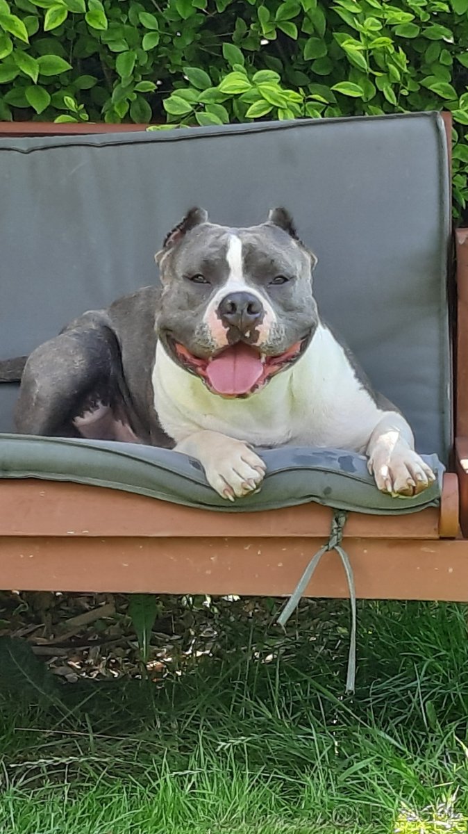 American Bully krytí - 5