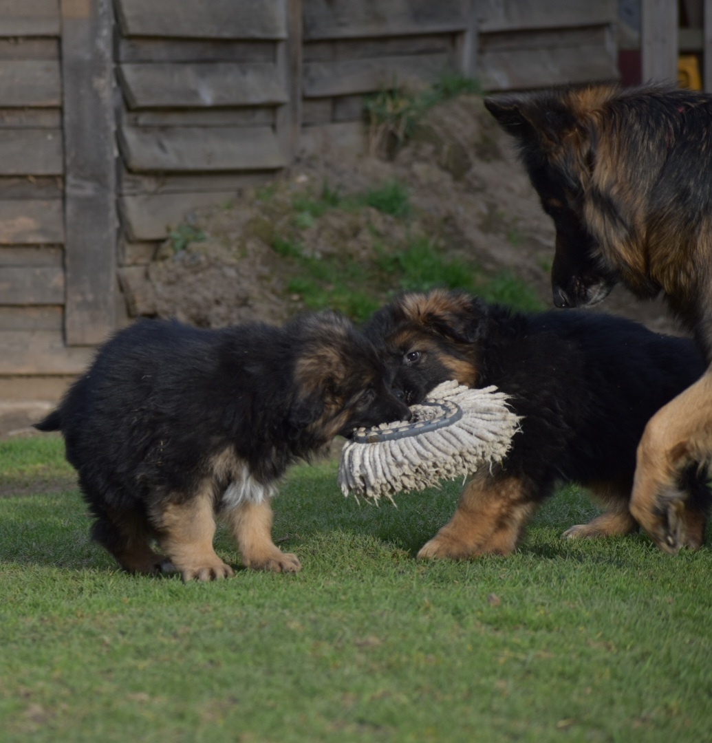 Německý ovčák s PP - 5