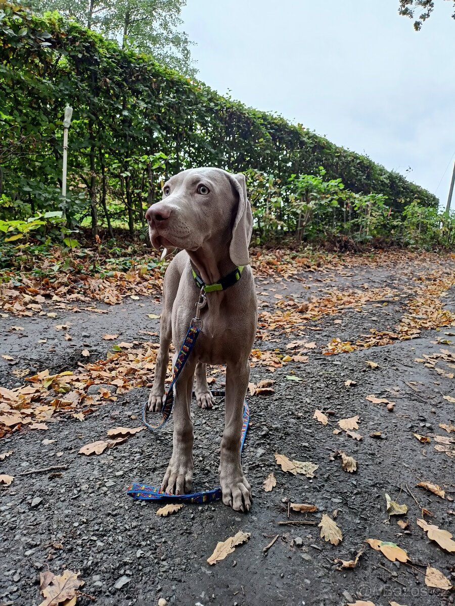 Výmarský ohař - fenka s PP - 5