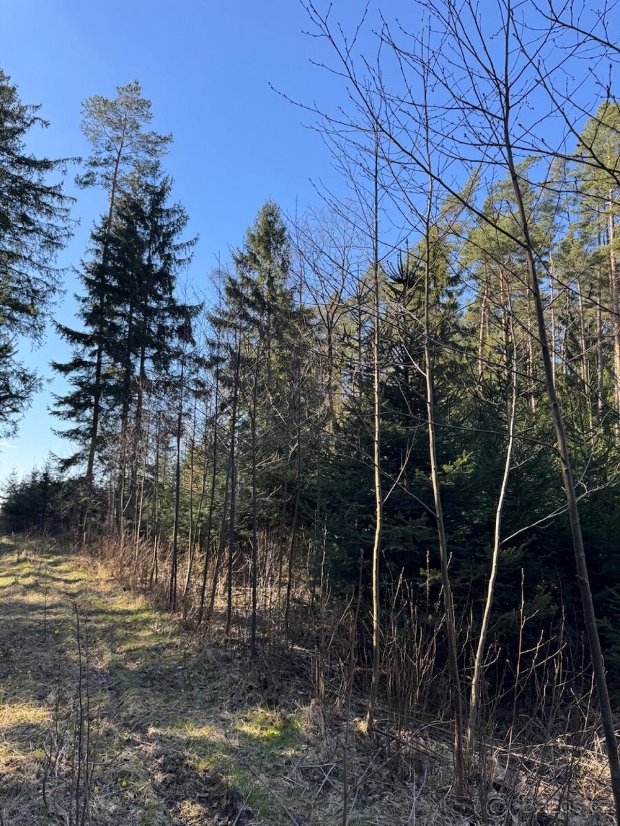 Prodám lesní pozemek v k.ú. Sedlečko u Soběslavě - 5